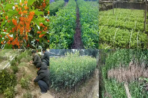 桂花种子的储存方法1688608521057