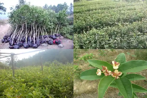松柏树和桂花树哪个寓意好1683336841622