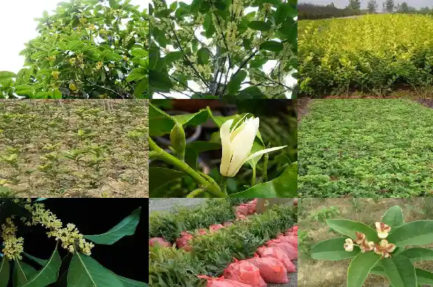 孕妇可以喝桂花茶吗?1689381546729