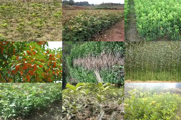 桂花树直接砍掉还能长高吗1690331638075