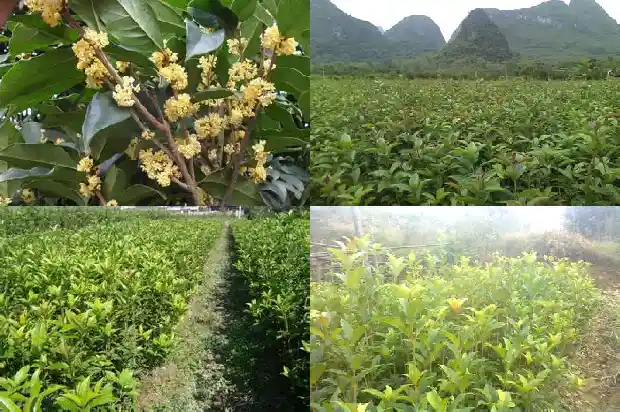 天香台阁桂花开什么颜色的花好养1690850117156