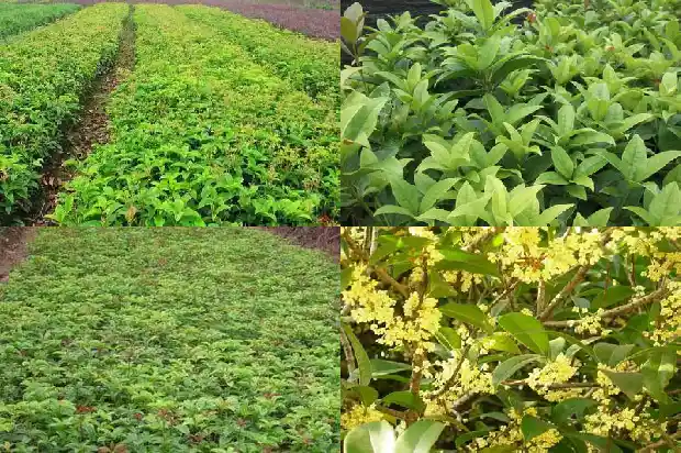 桂花小苗一年期多少天浇水一次1683336871293