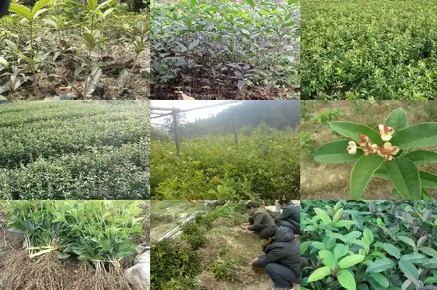 桂花小苗一年期多少天浇水一次1683336871340