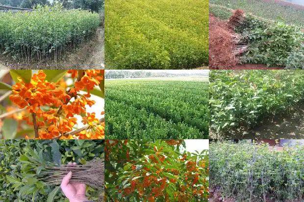 桂花小苗一年期多少天浇水一次1683336871388