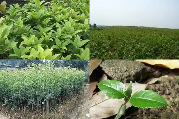 桂花小苗一年期多少天浇水一次1683336871436