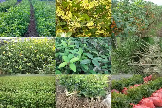桂花苗多久浇水1683336878814