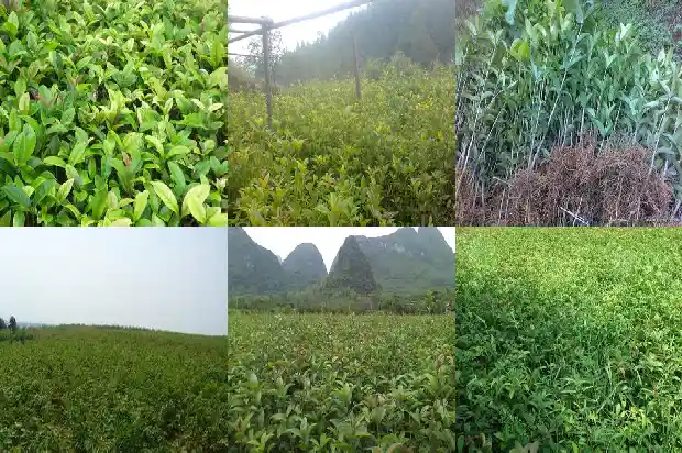 刚种的桂花多久浇水一次1683336888863