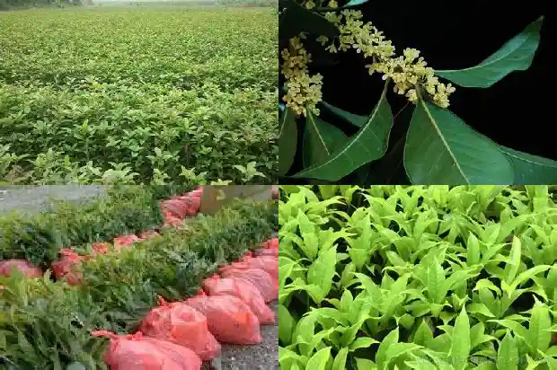 桂花树苗圃价格表最新消息1690331423234