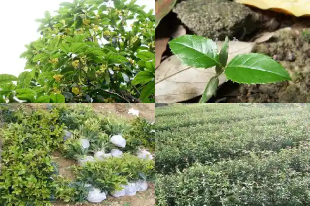 移栽的桂花几天浇一次水1683336899064