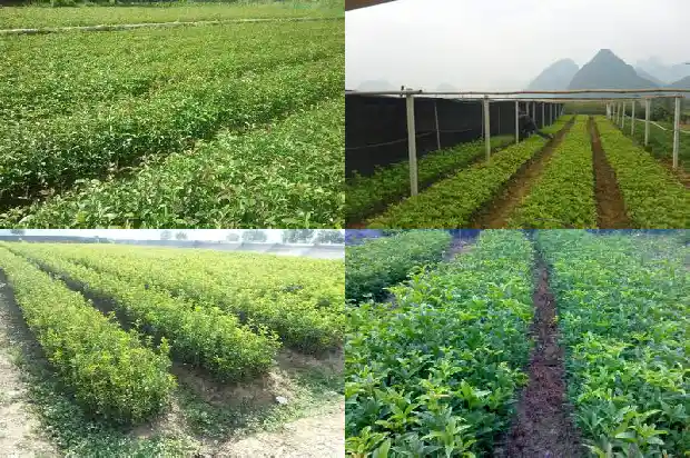 桂花新栽的几天浇一次1683336906971