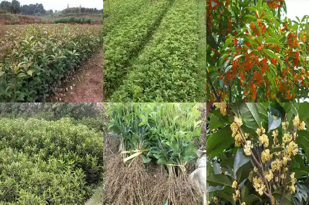 桂花可以和红茶一起泡吗1689313311941