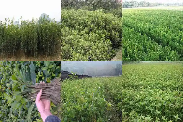 最珍贵的桂花品种1690590853408
