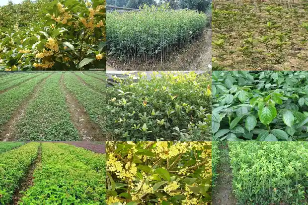 桂花小苗一年期多少天可以移栽了1683336916948