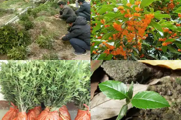 桂花小苗一年期多少天可以移栽了1683336916996