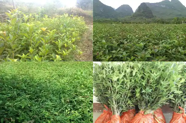 桂花小苗一年期多少天可以移栽成活1683336929214