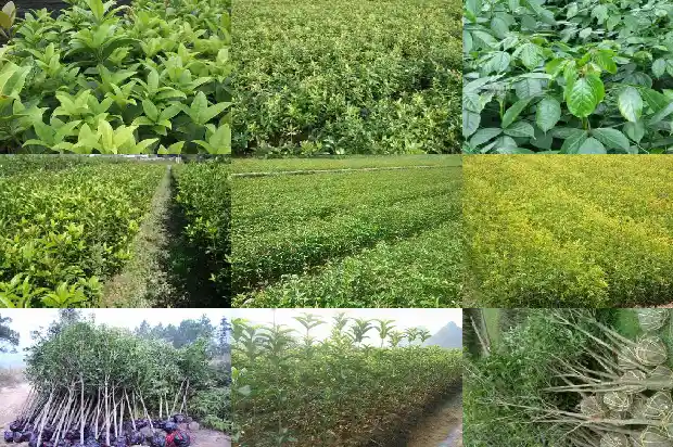 桂花小苗一年期多少天可以移栽成活1683336929262