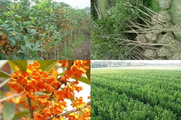桂花小苗一年期多少天可以移栽成活1683336929310