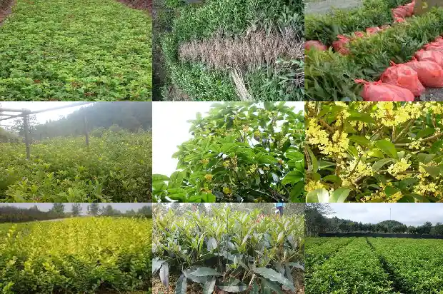 桂花小苗一年期多少天可以移栽成活1683336929358