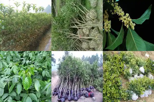 桂花移栽第一年开花吗1683336941633