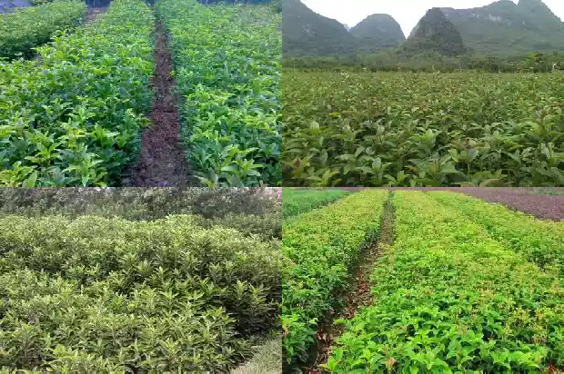 桂花移栽第一年开花吗1683336941681
