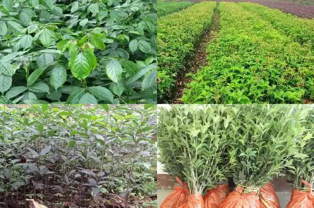 小桂花树的移栽最佳时间和方法时间1683336959765