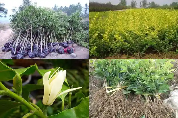 小桂花树的移栽最佳时间和方法时间1683336959813
