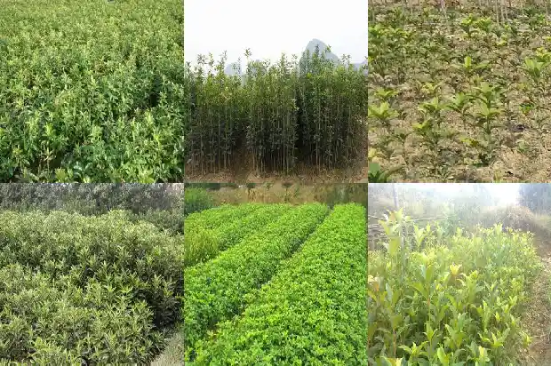 桂花移植缓苗多久1683336971903