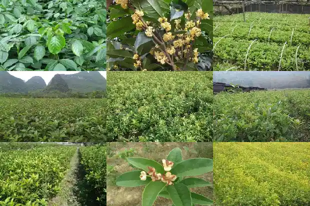 桂花移植缓苗多久1683336971998