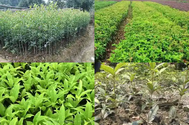 桂花移植缓苗多久1683336972046