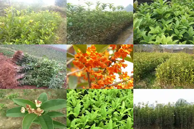 盆栽天香台阁桂花怎么养护和管理1690850149506