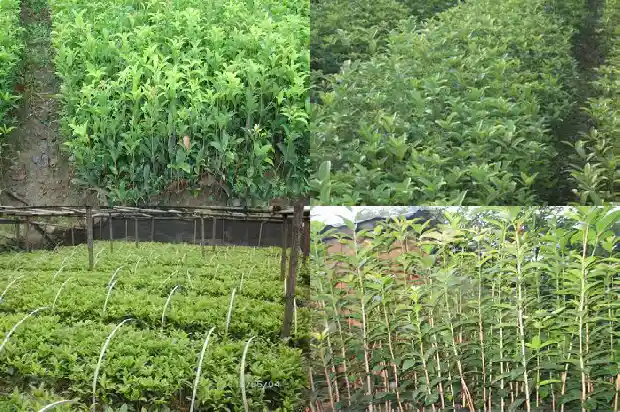 桂花树苗多少年可以开花1683336984075