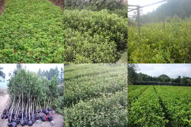 桂花树苗多少年可以开花1683336984123