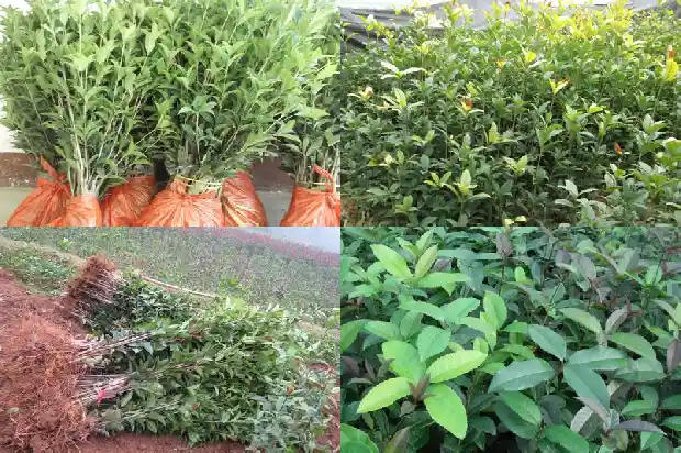 桂花小苗移栽后多久活过来啊1683336996269