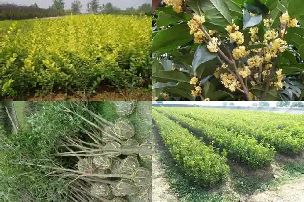 桂花苗移栽后缓苗多久1683418124848