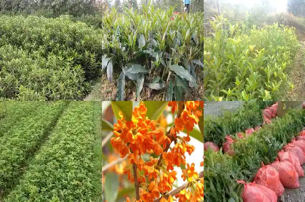 桂花苗什么时间栽容易成活1683418422809