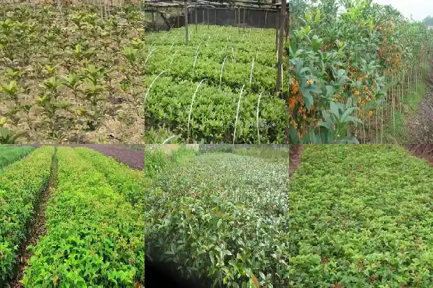 桂花苗多久开花啊1683418608036