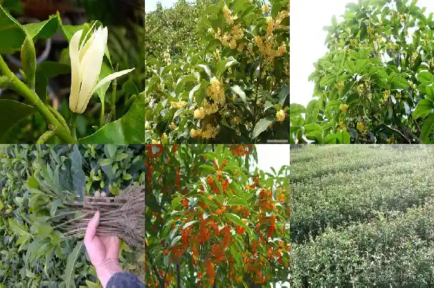 桂花苗多久能长大啊1683418828477