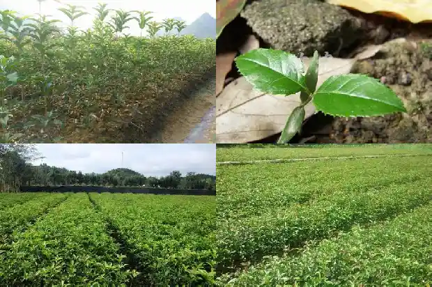 桂花苗多久能长大啊1683418828573