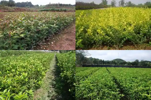 桂花苗多久能长大叶子1683418929178