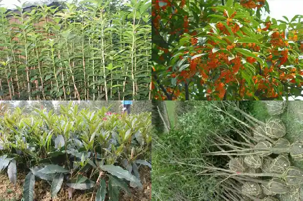 桂花苗多久能长大根1683419042942