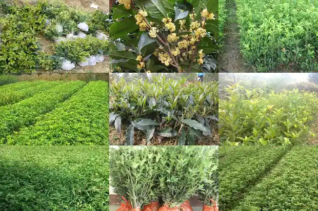 桂花苗多久能长大根1683419042989