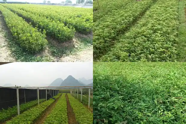 桂花树苗多久能长大1683419132696