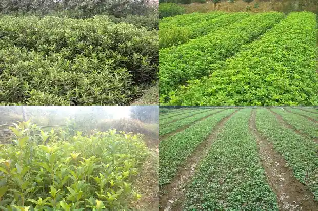 桂花树苗多久能长大1683419132790