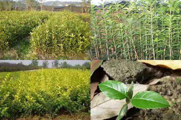 桂花树苗多久能长大1683419132837