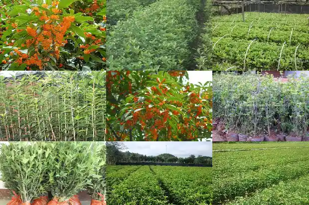 桂花苗嫁接的好还是实生的好1683419233662