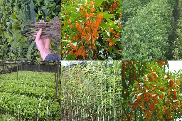 8公分桂花树多少钱一株呢1689838392593