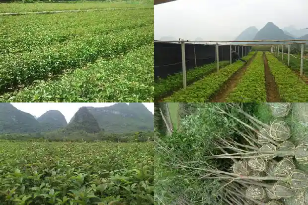 桂花三年苗开花吗1683419317018
