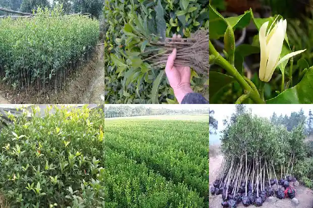 桂花三年苗开花吗1683419317065