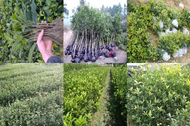 桂花三年苗要用多大的盆1683419385783