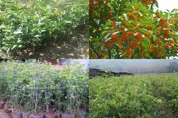 桂花三年苗要用多大的盆1683419385879